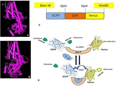 Designing and Development of FRET-Based Nanosensor for Real Time Analysis of N-Acetyl-5-Neuraminic Acid in Living Cells